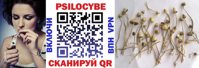 Купить  Сурск  Псилоцибиновые грибы Psilocybe 